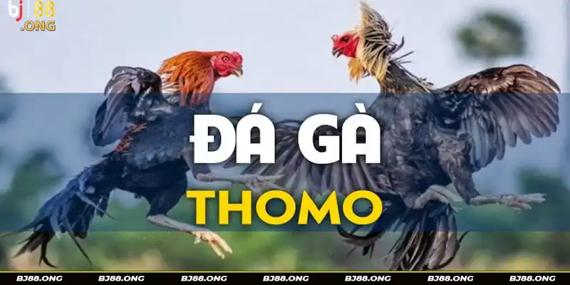 Thông tin chung về đá gà Thomo. Thông tin chung về đá gà Thomo.
